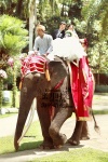 乘坐大象离开巴厘岛大象婚礼场地