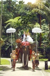 新人乘坐大象,来到婚礼场地